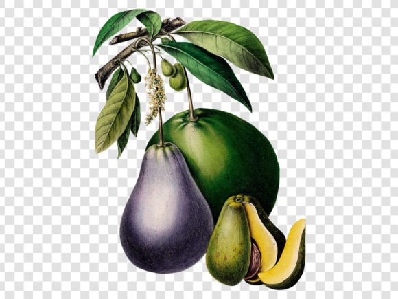 Download Avocado Retro Illustration - Avocado Collection